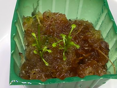 夢に向けてドロセラ モウセンゴケ 増殖中 僕の食虫植物日記 楽天ブログ