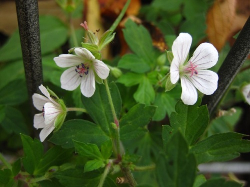 ゲンノショウコの花が咲いています ゲンノショウコは 同じフウロソウ科フウロソウ属のミツバフウロと似ているというので 詳しく観察して比較してみました しろうと自然科学者の自然観察日記 楽天ブログ