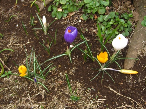 庭で咲いているクロッカスの花 クロッカスの黄色種と白 紫系の品種は原種が別種であることから 雌蕊 雄蕊の形が全く違っています しろうと自然科学者の自然観察日記 楽天ブログ