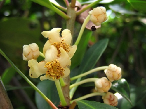 モッコクの花が咲いています モッコクは雌雄異株でツバキ科モッコク属の常緑高木です しろうと自然科学者の自然観察日記 楽天ブログ