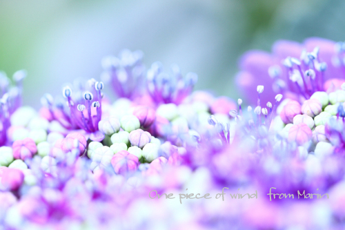 花の中の花畑 ひとひらの風 楽天ブログ