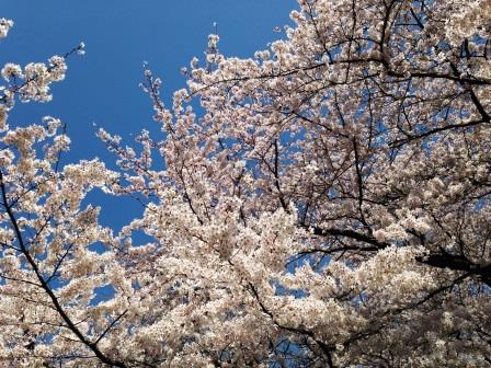 どこもかしこもサクラ 桜 さくら チャチャコママ 楽天ブログ