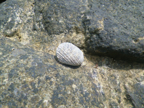 IMGP1262.jpg