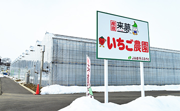 奥州市水沢区 いちご農園でいちご狩り In産直来夢くん おうしゅう旅浪漫のおうしゅう ぐるっと探検記 楽天ブログ