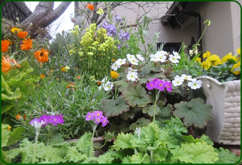 今年の我が家のプリムラ花壇です 狭い庭を花いっぱいにする育て方 楽天ブログ
