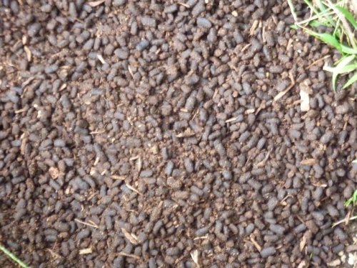 カブトムシの幼虫 の糞 わにのページ Annex 楽天ブログ