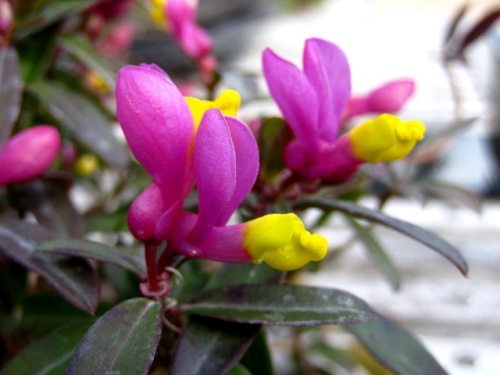 トキワヒメハギの花 公園で変わった形の花に出合い 名前の由来や花のつくりなどを調べてみました しろうと自然科学者の自然観察日記 楽天ブログ