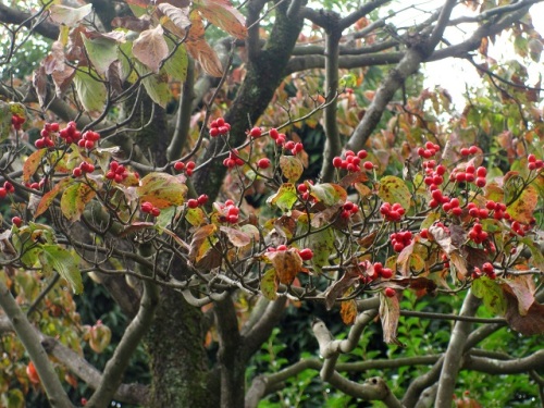 ハナミズキの赤い実が目立つ季節になりました 実の先端に小さな萼や雌蕊花柱が残っているので ハナミズキの赤い実ができるまでを振り返ってみました しろうと自然科学者の自然観察日記 楽天ブログ