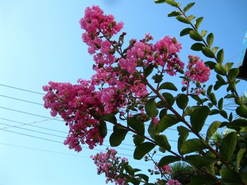 サルスベリの花の季節です 何気なく見ているとわかりにくいサルスベリの花のつくりと 左右に交互に2枚ずつ並ぶ コクサギ型 の葉の付き方を観察してみました しろうと自然科学者の自然観察日記 楽天ブログ