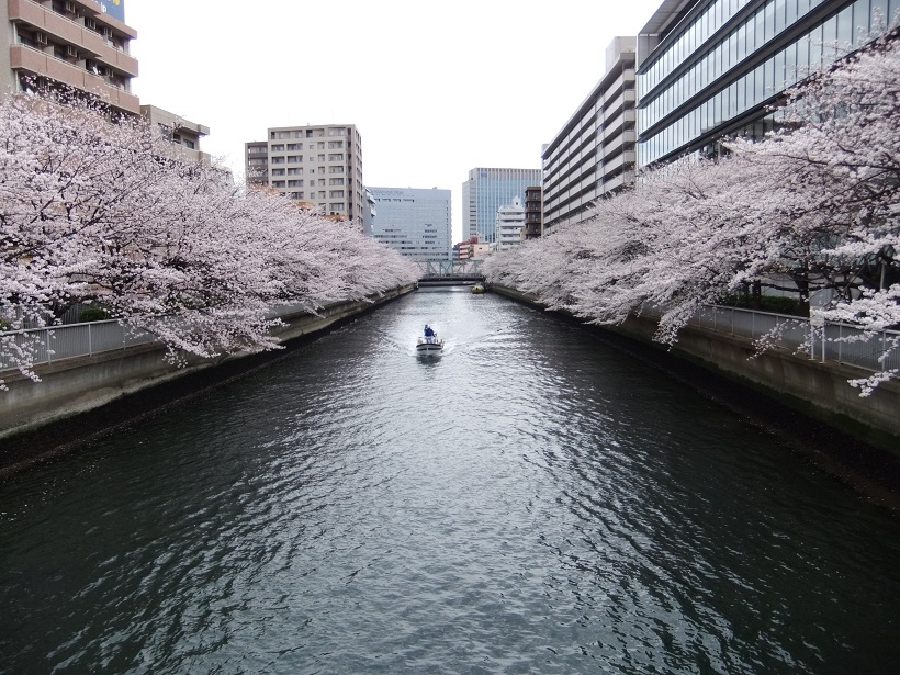 桜の風景20130326.JPG