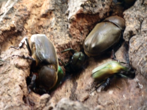 カブトムシ アカボシゴマダラ シロテンハナムグリ キボシカミキリなどの昆虫をウォーキングコースで見かけました 花の上が赤で下が白のミズヒキの花も撮影できました しろうと自然科学者の自然観察日記 楽天ブログ