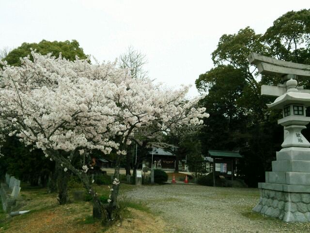 祖母神社の桜.JPG