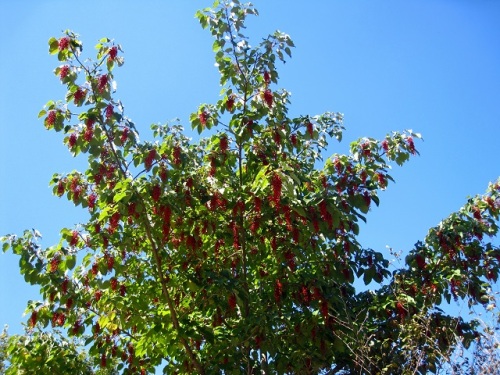 昭和記念公園の秋の赤い実といえば 何といってもイイギリの実です イイギリの大木に赤い実が鈴なりになっています しろうと自然科学者の自然観察日記 楽天ブログ