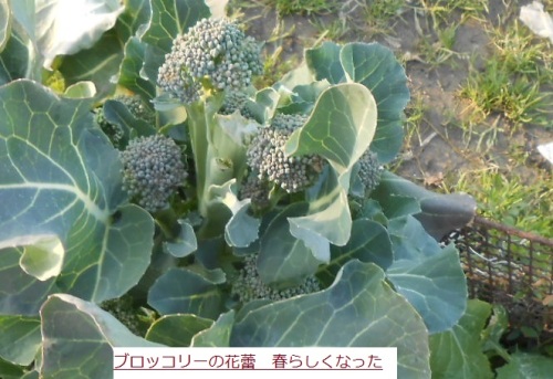 ブロッコリー 花蕾は 大変に美味しいなあ 植物学のお勉強 その186 はた坊のブログ 家庭菜園を始めて16年目になりました 楽天ブログ