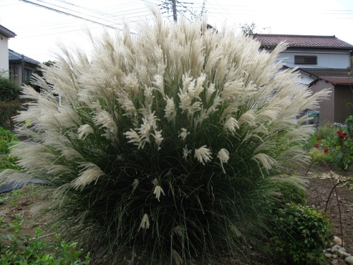 ススキの大株をウォーキングの途中で見つけました 昨年観察したススキの花のつくり ススキの名前の由来も紹介します しろうと自然科学者の自然観察日記 楽天ブログ