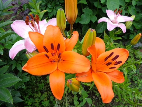 雑多な百合の花 画像付 諏訪湖のほとり 山岡弘道ノート 楽天ブログ