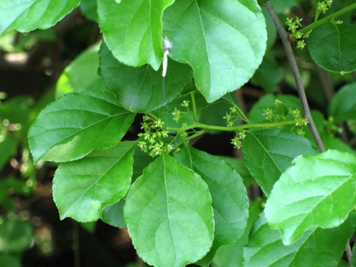 ツルウメモドキの雌花 雄花 ニシキギの花を見つけました どちらも秋の実は目立ちますが 花は小さな目立たない花です しろうと自然科学者の自然観察日記 楽天ブログ