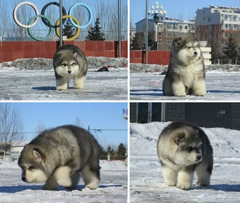 アラスカン マラミュートの子犬 淡々堂 楽天ブログ