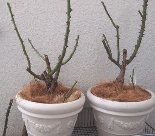 植替えと剪定