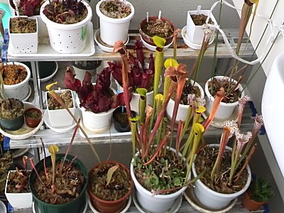 サラセニアを剪定 僕の食虫植物日記 楽天ブログ