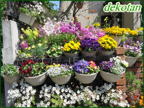 今年の我が家のプリムラ花壇です 狭い庭を花いっぱいにする育て方 楽天ブログ