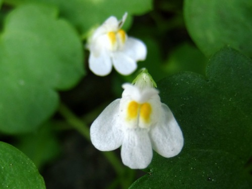 道ばたに咲くツタバウンラン 白い花と薄紫色の花の2種類のツタバウンランを見つけました ツタバウンランの名は 蔓性の蔦の葉のようなウンラン 海蘭 から しろうと自然科学者の自然観察日記 楽天ブログ