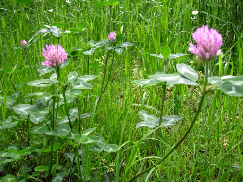 野の花 その2 赤い雑草特集です アカツメクサ アカバナユウゲショウ ムラサキカタバミです しろうと自然科学者の自然観察日記 楽天ブログ