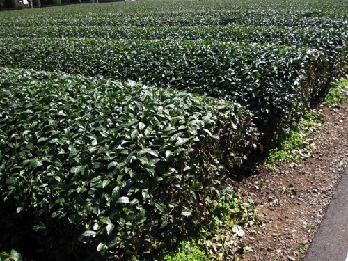 チャノキの花が咲いています チャノキの 茶 の文字は 植物 草をあらわす 草冠 くさかんむり と 苦いことを意味する 余 からできているそうです しろうと自然科学者の自然観察日記 楽天ブログ