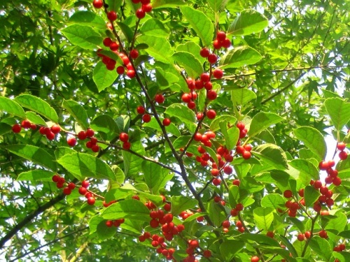 ウメモドキの木に たくさんの赤い実が目立つようになりました 実は9月頃から赤くなり 12月に葉が落葉した後も実が残り赤い実が目立つそうです しろうと自然科学者の自然観察日記 楽天ブログ