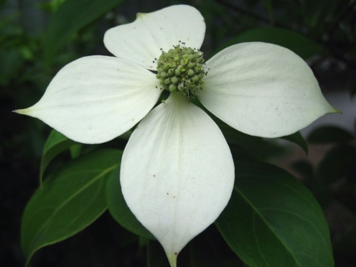 ヤマボウシの花が咲いています 白い花びらのように見えるのは 総苞片です 一つの小さな花には 4枚の花びら 4本の雄蕊 真ん中に雌蕊があります しろうと自然科学者の自然観察日記 楽天ブログ