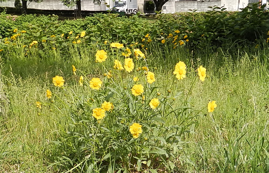 キク科の黄色と白色の花 続々 ゆったりロード 南浅川 散歩 楽天ブログ