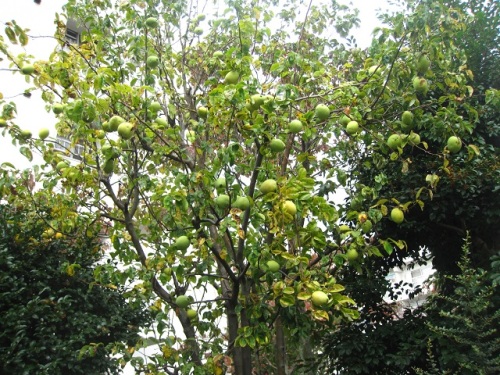 カリンの木に実がなっているのを見つけました カリンは ボケと同じように花柄がごく短いので 茎に果実が直接ついているように見えます しろうと自然科学者の自然観察日記 楽天ブログ