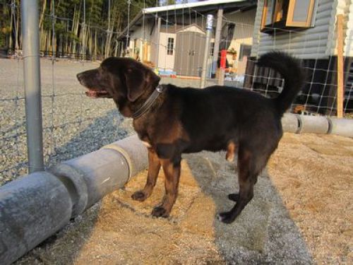 老犬介護のあれこれ 愛犬が痴呆になった 老犬ホーム 運営日記 楽天ブログ