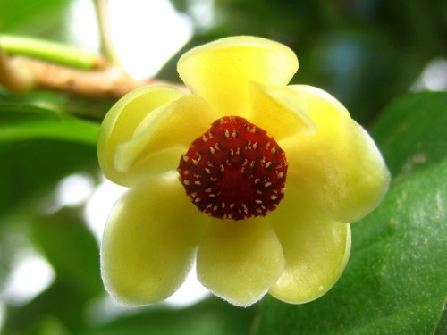 サネカズラの花が咲いています 雄花と雌花を観察してみました なお 雄花とも雌花とも思えない花が咲いていました 引き続き観察し調べてみようと思います しろうと自然科学者の自然観察日記 楽天ブログ