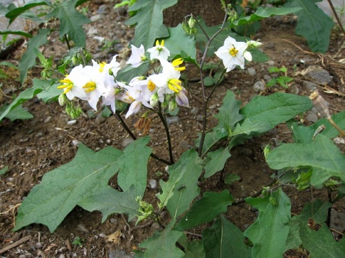 ワルナスビが咲き始めました 北アメリカ原産でナス科ナス属の帰化植物です ナスの接木苗の台木に使われることがあり 役に立っているそうです しろうと自然科学者の自然観察日記 楽天ブログ