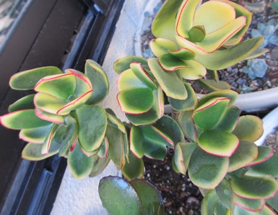 多肉植物の美しい金のなる木の仲間です 狭い庭を花いっぱいにする育て方 楽天ブログ