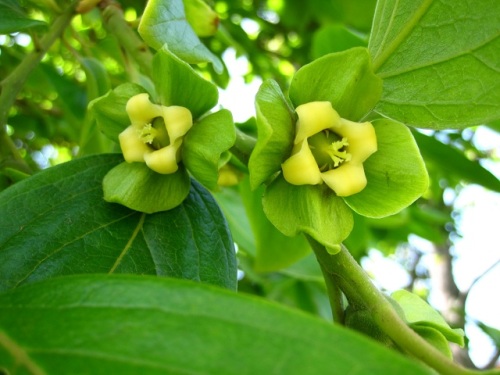 カキの花が咲いています 雌雄異花なので 雌花と雄花を探してみました 気になったのは カキの 柿 の字と こけらおとし 柿落し の 柿 の字です しろうと自然科学者の自然観察日記 楽天ブログ