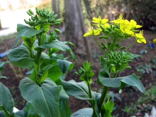 庭で3種類の野菜の花が咲き始めました コマツナとミズナの菜の花 シュンギクの花です キヌサヤエンドウは花が咲き続け 実の収穫が楽しみです しろうと自然科学者の自然観察日記 楽天ブログ