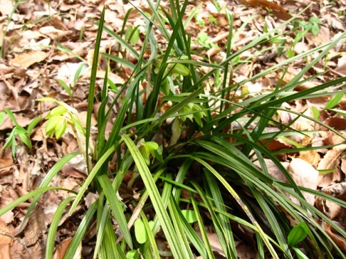 昭和記念公園の こもれびの丘 で シュンランの花が咲いていました 昨年花のつくりについて調べましたが 今年も おさらい として花のつくりを観察してみました しろうと自然科学者の自然観察日記 楽天ブログ