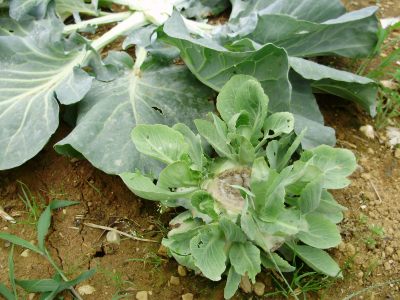 脇芽でキャベツの苗作り 野菜と果樹農家の栽培日記 楽天ブログ