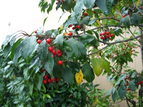 ソヨゴの赤い実が目立つ季節になりました ソヨゴ 冬青 の名は 風に葉がそよぐ木 風が吹くと葉がこすれる音がすることに由来するそうです しろうと自然科学者の自然観察日記 楽天ブログ