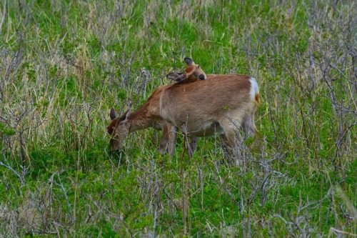 DSC_1005.jpg