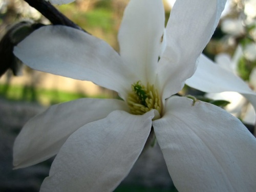 コブシの花が一斉に咲きました 立川市の 市の花 です コブシ 辛夷 の名は 実が握りこぶしのようなツブツブがあることからコブシになったという説があります しろうと自然科学者の自然観察日記 楽天ブログ