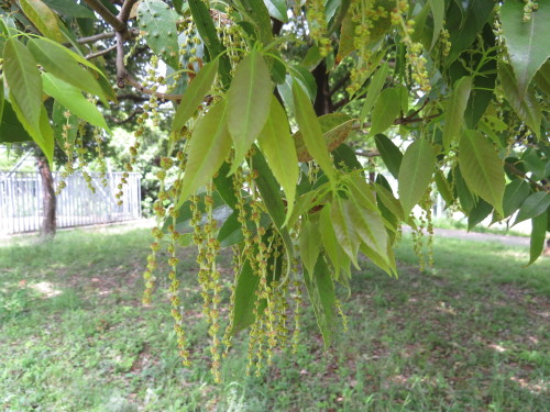 シラカシの花 Runbeecの日記 楽天ブログ