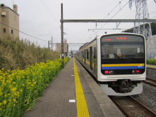 菜の花満開の内房線和田浦駅 ときめき旅日記 楽天ブログ