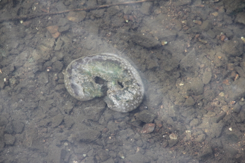 へんてこ～な物 オオマリコケムシ 昼顔のつぶやき 楽天ブログ