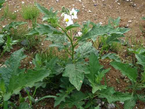 ワルナスビの花が咲き始めました 茎や葉に鋭いとげが多いうえ よく繁殖し 除草剤も効きにくく 一度生えると駆除しにくい始末の悪い帰化植物です しろうと自然科学者の自然観察日記 楽天ブログ