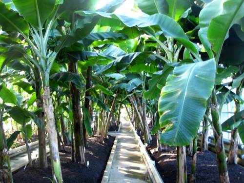 バナナの木 東伊豆での自然観察 その4 5年前に バナナはバショウ科バショウ属の 多年草 であることを知りました しろうと自然科学者の自然観察日記 楽天ブログ