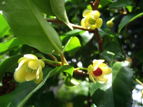 サネカズラの花が咲いています 雄花と雌花を観察してみました なお 雄花とも雌花とも思えない花が咲いていました 引き続き観察し調べてみようと思います しろうと自然科学者の自然観察日記 楽天ブログ