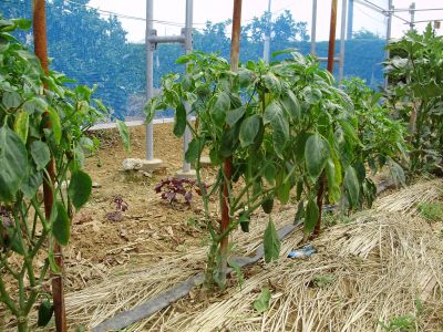 病気にやられ切りつめたピーマンの枝 野菜と果樹農家の栽培日記 楽天ブログ